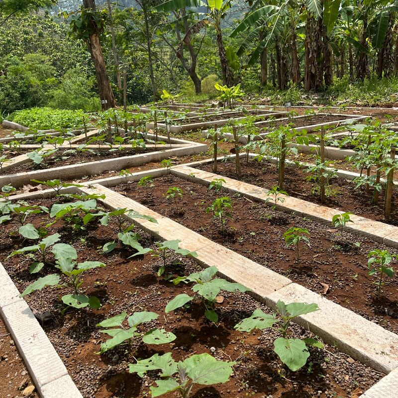 School Food Garden SMANSI