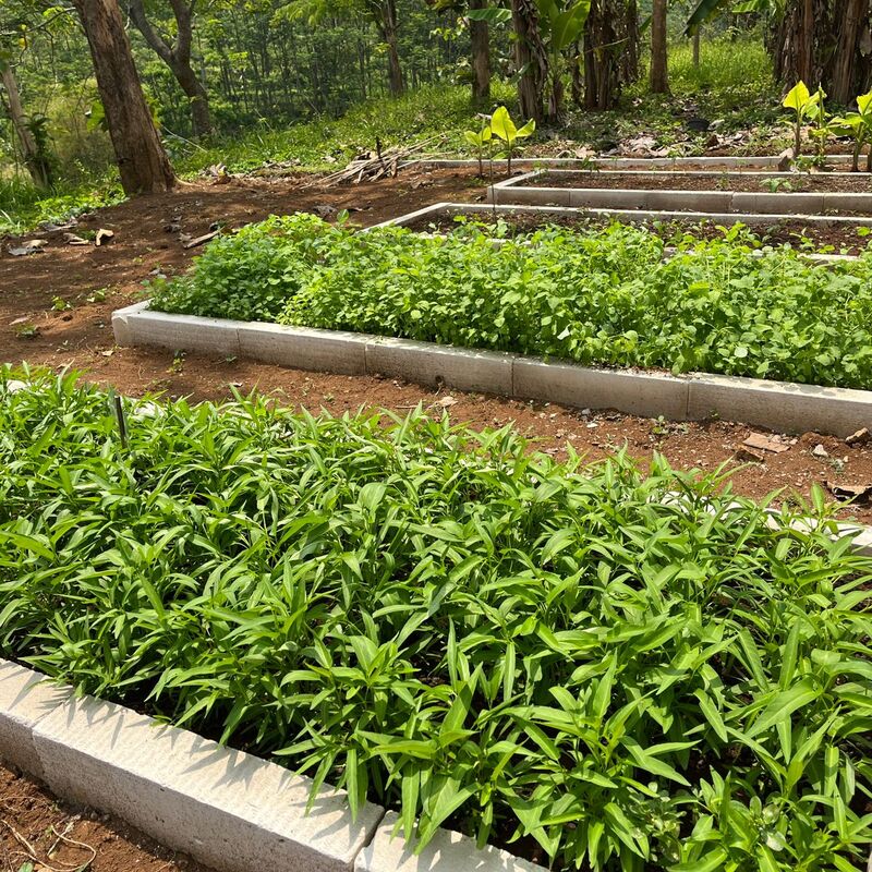 School Food Garden SMANSI